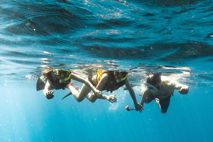 Small-Group Dolphin Turtle and Whale Safari w/ Marine Biologists, photo 7 of 10
