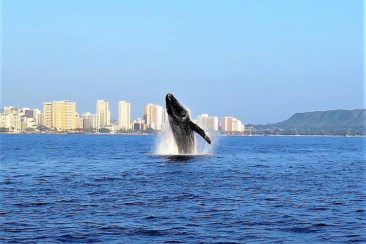 Waikiki: Sunset Whale Watch, Whales Guaranteed or Free Return, photo 2 of 10