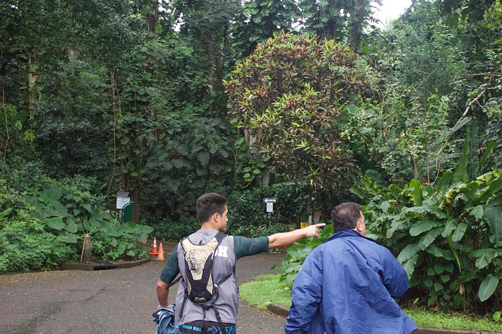 Oahu: Manoa Falls Rainforest Self-Guided Hike, photo 3 of 10