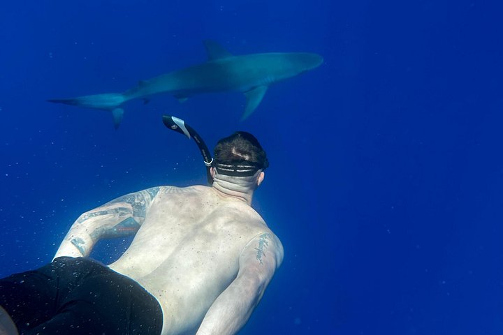 Oahu: Cage-Free Shark Swim on the North Shore, photo 2 of 7