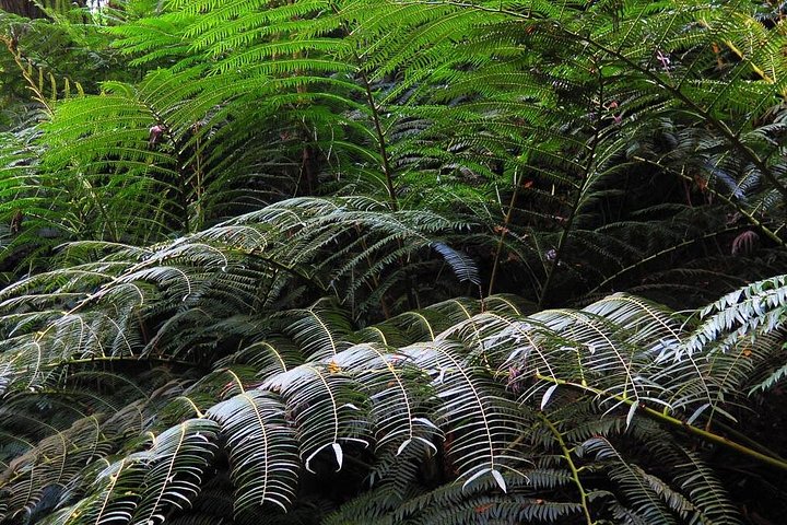 Oahu Hidden Waterfall Hike, photo 4 of 6