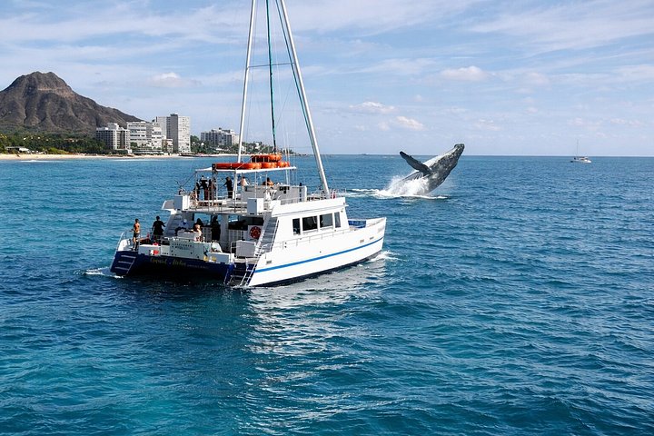 Waikiki: 2 Hour Whale Watching Cruise from Oahu, photo 4 of 10