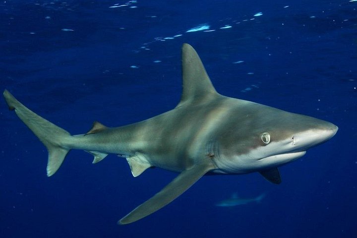 Oahu: North Shore Shark Cage Diving, photo 6 of 8