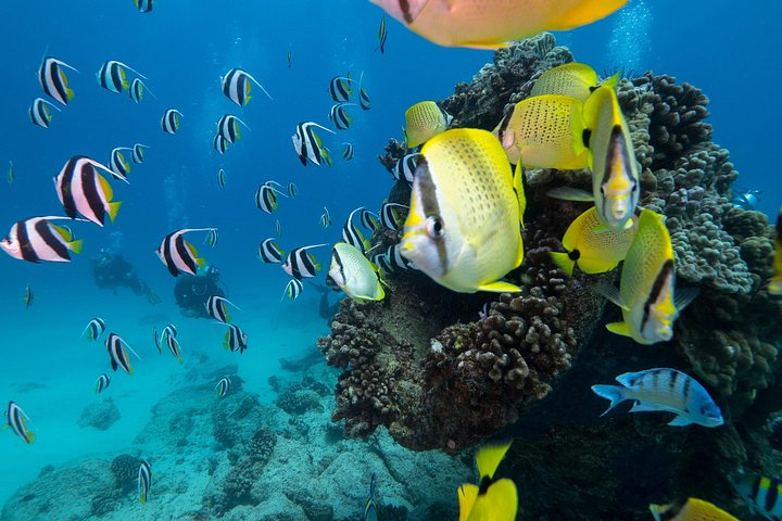 DISCOVER Scuba Diving Experience in Honolulu, photo 5 of 10