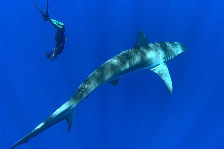 Pelagic Shark Dive Tour, photo 5 of 6