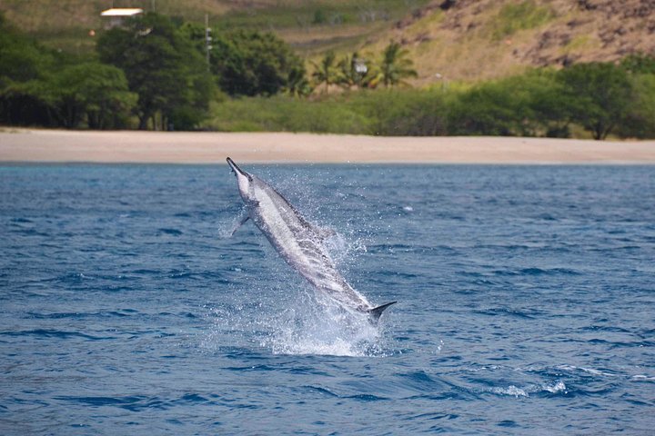 Wild Dolphin Watching and Snorkel Safari off the West Coast of Oahu, photo 9 of 10