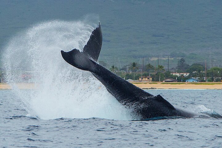 Wild Dolphin Watching and Snorkel Safari off the West Coast of Oahu, photo 3 of 10