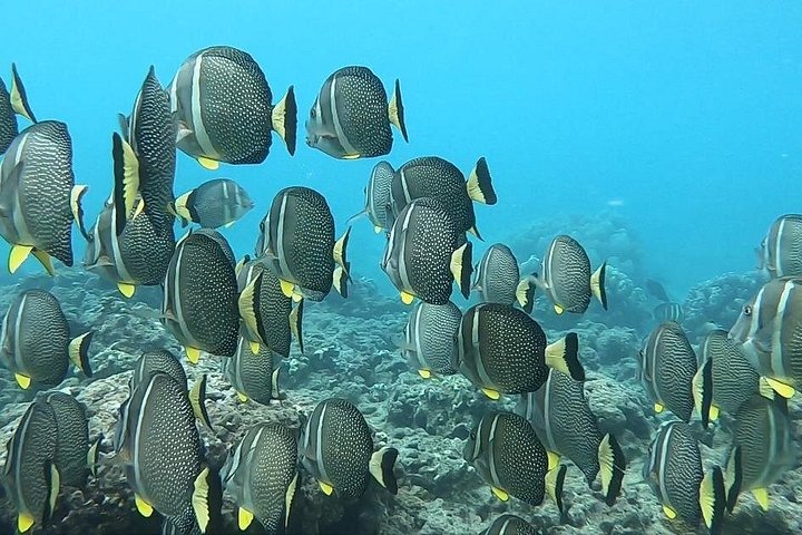Hanauma Bay Guided Snorkeling Tour with Transportation, photo 4 of 10
