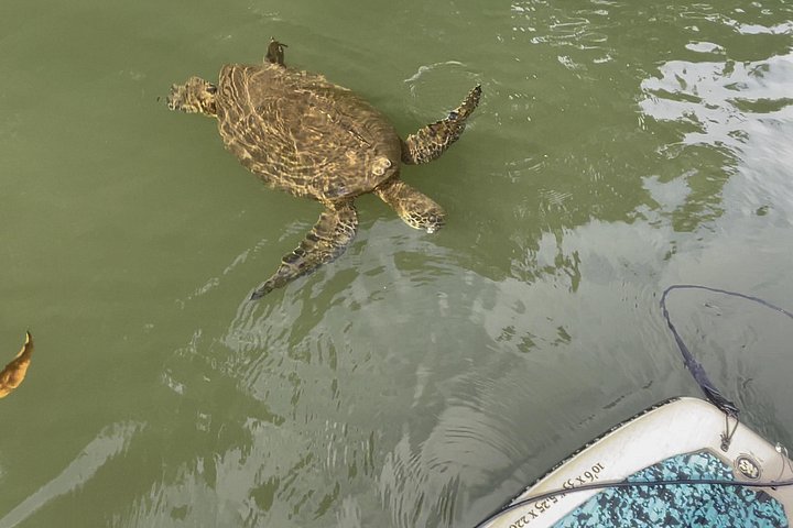 Haleiwa River Paddleboard Rental with Blue Planet Adventure, photo 6 of 10