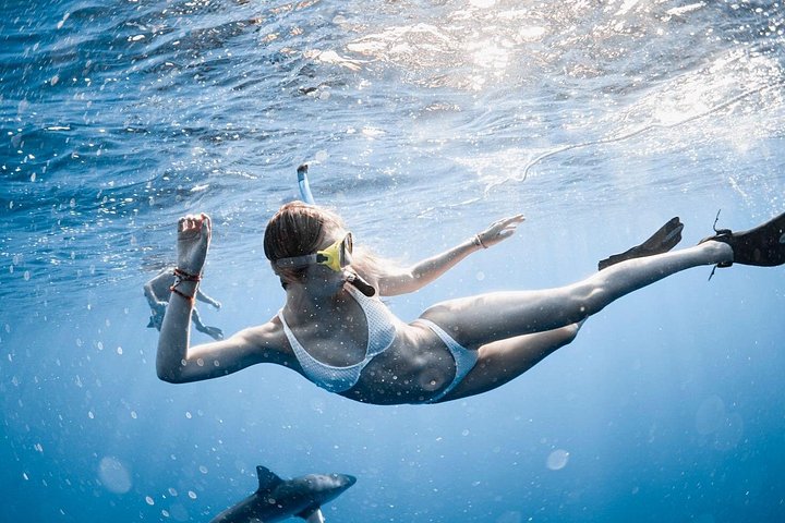 Oahu Open Water Shark Diving Experience, photo 4 of 10