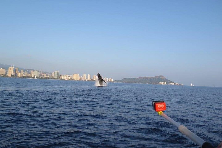 Waikiki: Sunset Whale Watch, Whales Guaranteed or Free Return, photo 3 of 10
