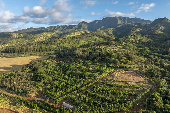 Kamananui Cacao Orchard Tour, photo 2 of 6