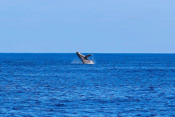 Swim With Dolphins and Turtles in West Oahu (Semi-Private Tours), photo 9 of 10