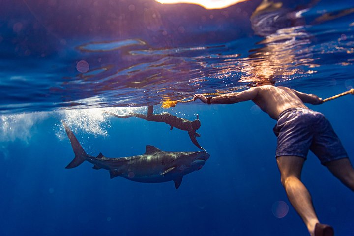 Private Shark Dive for up to 6 Guests, Oahu, photo 4 of 10