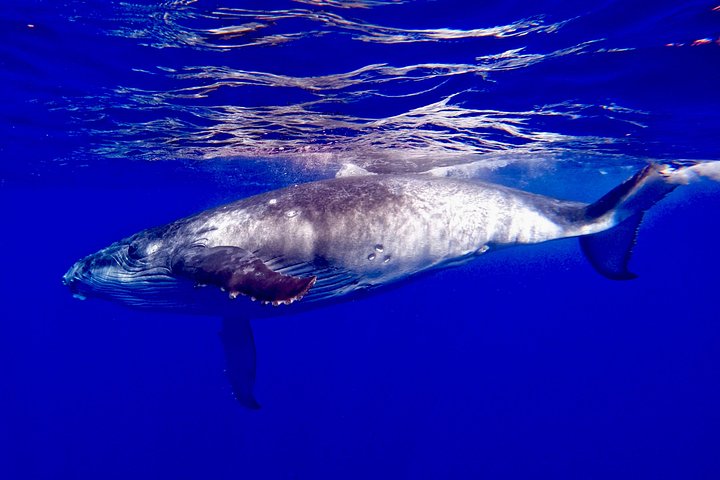 Waikiki: Sunset Whale Watch, Whales Guaranteed or Free Return, photo 7 of 10