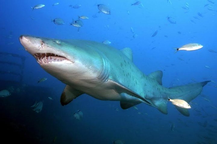 Oahu Shark Dive on the North Shore, photo 6 of 9