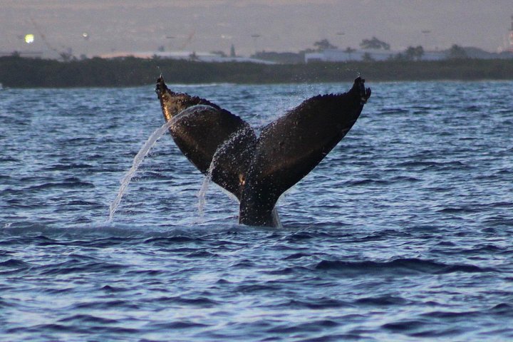 Waikiki: Sunset Whale Watch, Whales Guaranteed or Free Return, photo 9 of 10