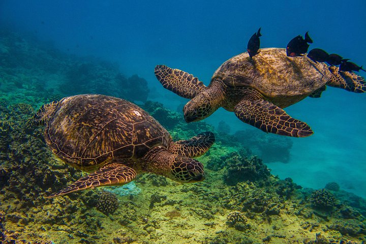 Waikiki Turtle Canyon Guided Snorkel: Turtle Guarantee, photo 7 of 10