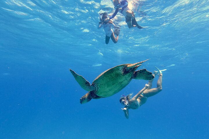 Waikiki Turtle Canyon Guided Snorkel: Turtle Guarantee, photo 3 of 10