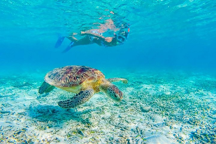 Waikiki 2-Hour Turtle Canyon Snorkeling Adventure, photo 2 of 10