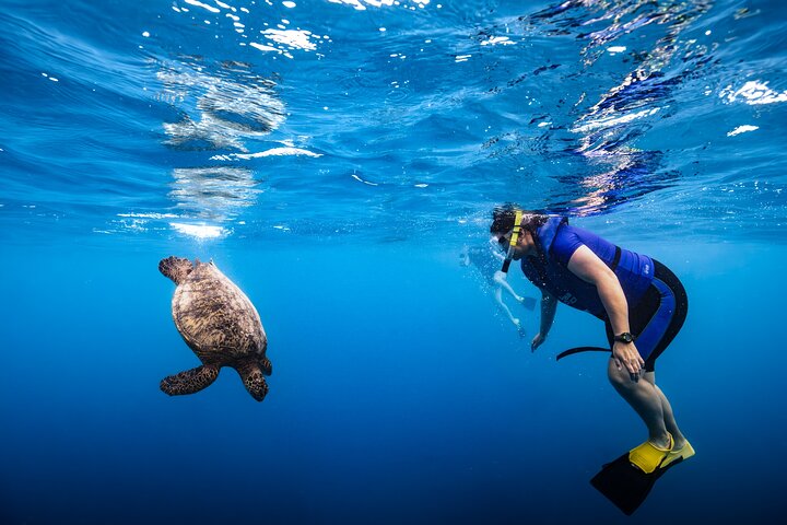 Waikiki Turtle Canyon Snorkel Turtles Guaranteed, photo 7 of 10