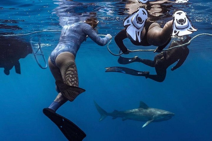 Oahu Shark Diving (No cage), photo 2 of 10