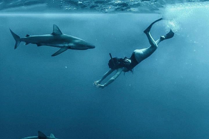 Pelagic Shark Dive Tour, photo 4 of 6