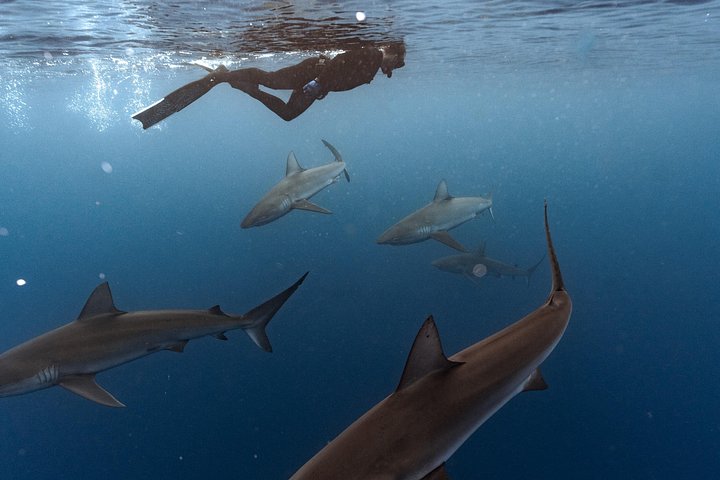 Oahu Shark Diving (No cage), photo 3 of 10