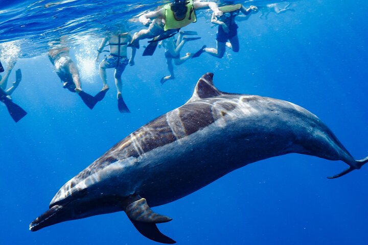 Swim with Dolphins Catamaran with Waterslide and Lunch on Oahu, photo 2 of 10