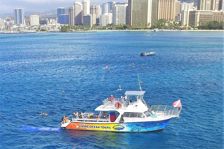 Waikiki Turtle Canyon Guided Snorkel: Turtle Guarantee, photo 9 of 10