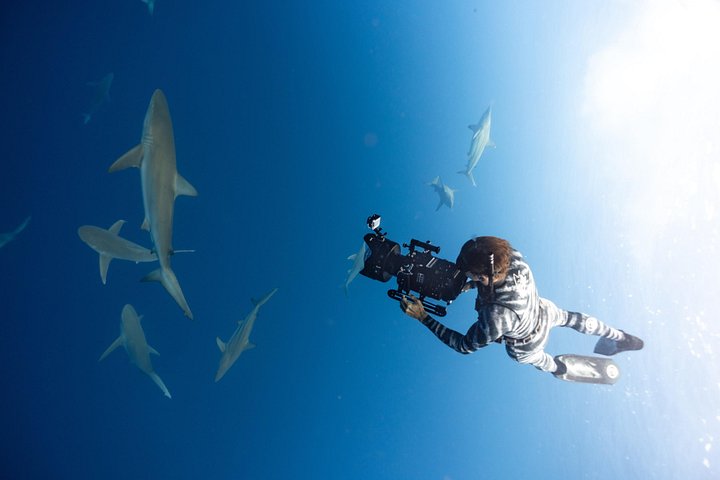 Educational Shark tour from Haleiwa, Sharks Guaranteed, photo 9 of 10
