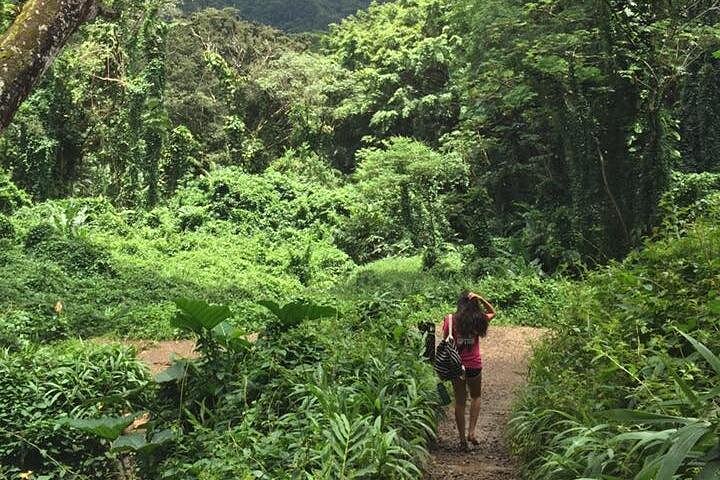 Oahu: Manoa Falls Rainforest Self-Guided Hike, photo 10 of 10