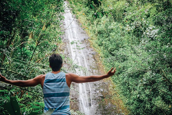 Manoa Waterfall Hike with Waikiki Pickup and Healthy Lunch, photo 2 of 10