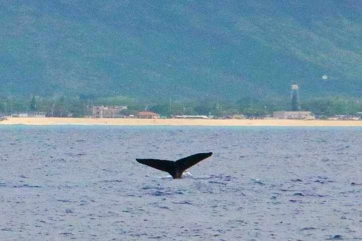 Oahu: Swim with Dolphins on the West Coast, photo 7 of 8