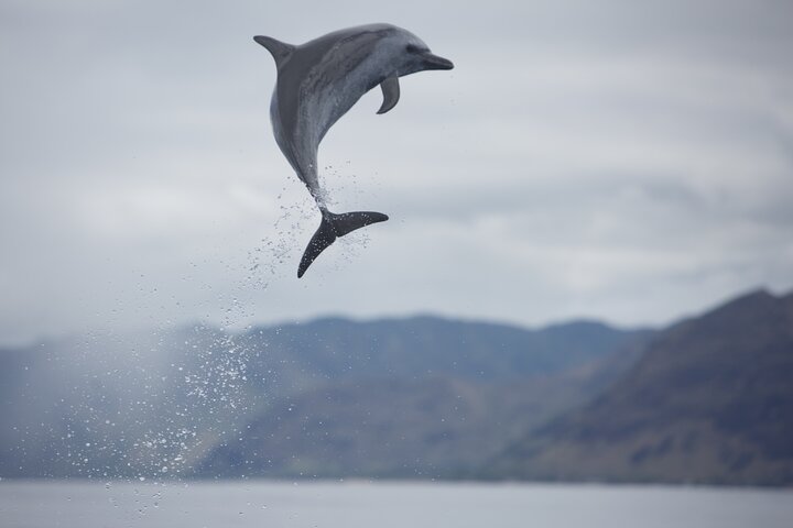 Wild Dolphin Watching and Snorkel Safari off the West Coast of Oahu, photo 5 of 10