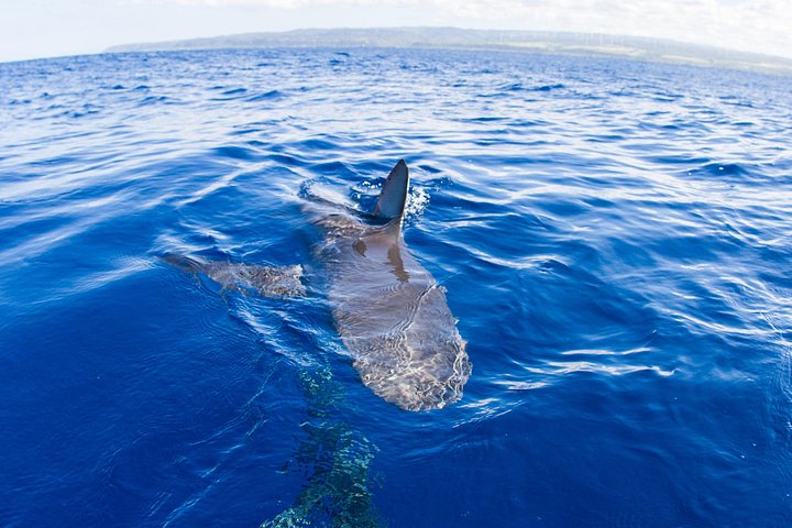 Oahu: North Shore Shark Cage Diving, photo 7 of 8