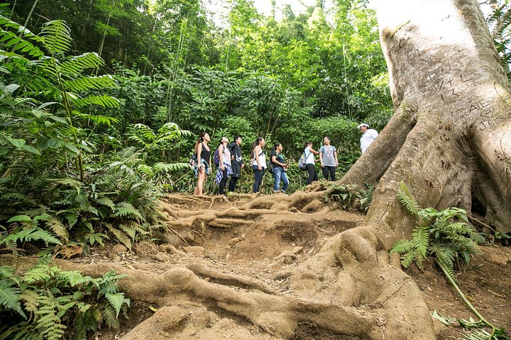 Manoa Waterfall Hike with Waikiki Pickup and Healthy Lunch, photo 9 of 10