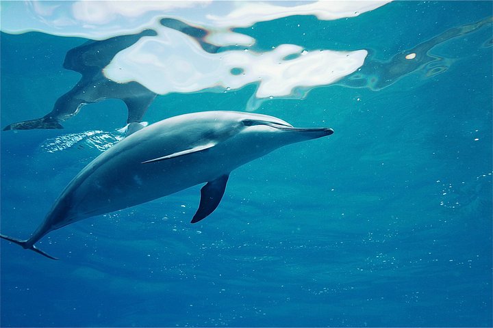 Oahu: Swim with Dolphins on the West Coast, photo 4 of 8
