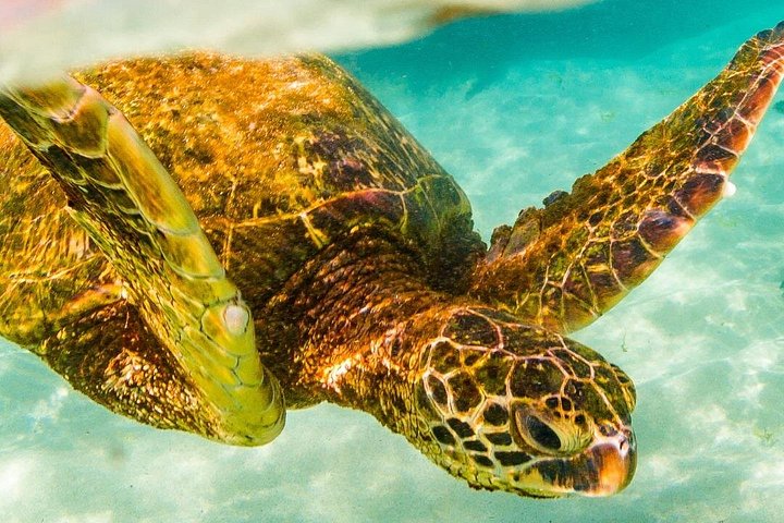 Waikiki 2-Hour Turtle Canyon Snorkeling Adventure, photo 10 of 10