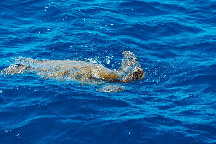 Waikiki Glass Bottom Boat Cruise, photo 6 of 10