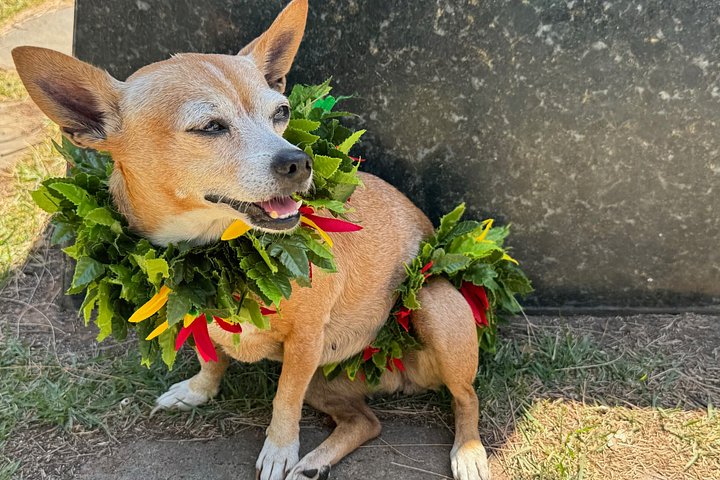 Hawaiian Food Tour by Bike in Oahu, photo 9 of 10