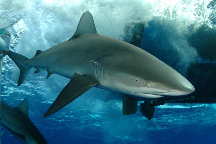 Oahu: North Shore Shark Cage Diving, photo 3 of 8