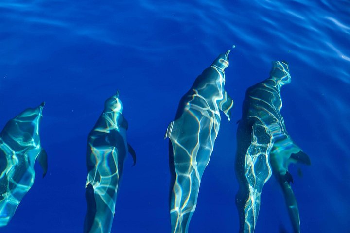 Wild Dolphin Watching and Snorkel Safari off the West Coast of Oahu, photo 6 of 10