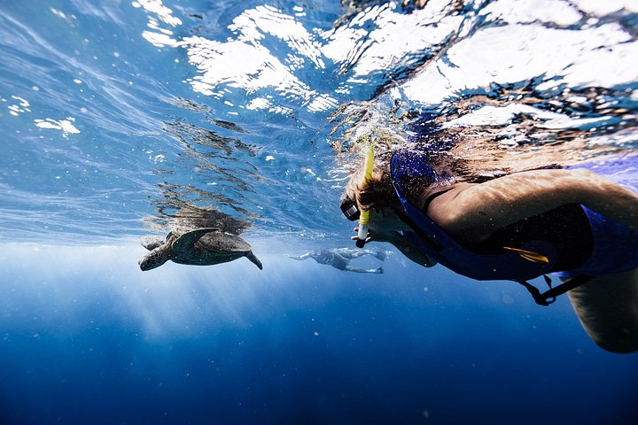 Waikiki Turtle Canyon Snorkel Turtles Guaranteed, photo 8 of 10