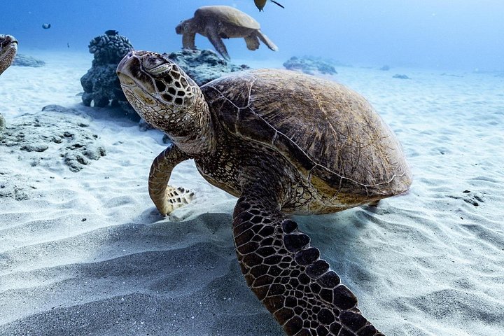 Waikiki Turtle Canyon Snorkel Turtles Guaranteed, photo 5 of 10