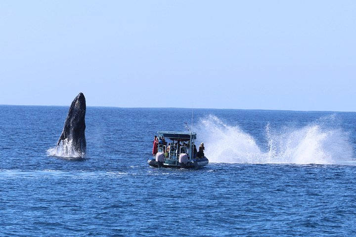 Swimming with Wild Dolphins Speedboat Adventure on Oahu, photo 6 of 10