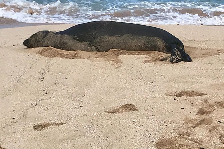 North Shore and Waimea Falls Day with a Turtle Swim, photo 10 of 10