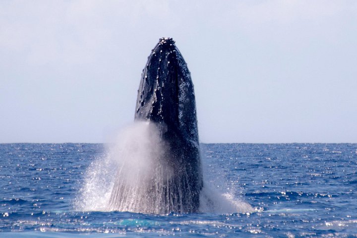 Waikiki Best Whale Watching in Honolulu: Whales Guaranteed, photo 9 of 10
