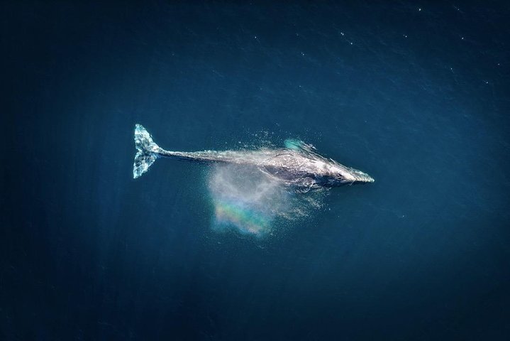 Waikiki 2-Hour Whale Watching with Guaranteed Sightings, photo 8 of 8