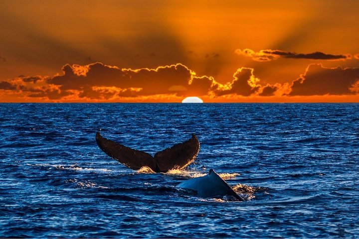 Waikiki: Sunset Whale Watch, Whales Guaranteed or Free Return, photo 6 of 10